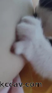 喂猫咪吃奶