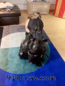 K9爬行调教