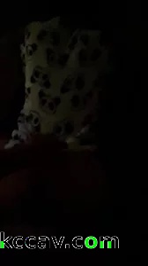 青岛00年小熊猫