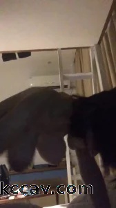 看似文静但是床上非常狂野的G罩杯大奶女友