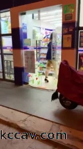 带尾巴露出