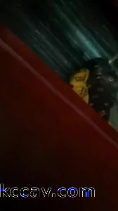 绿奴天花板
