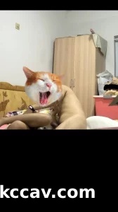 南宁单身少妇家里温情做爱