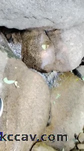 人妻野战后续